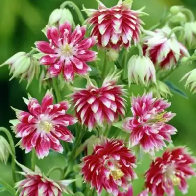 Аквилегия БАРЛОУ НОРА гибрид МакКаны в Минске