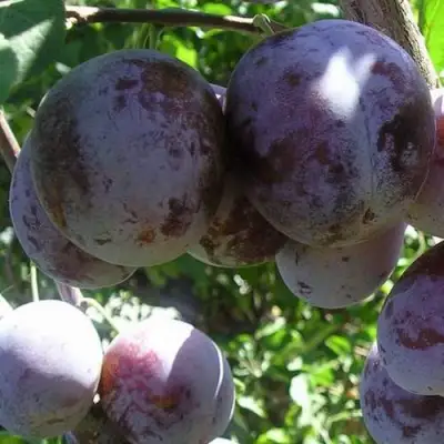 Слива РЕНКЛОД ХАРИТОНОВОЙ в Минске