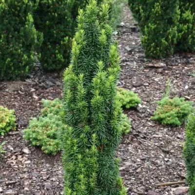 Тис ВОЙТЕК средний  в Минске