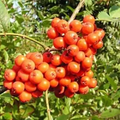 Рябина КОНЦЕНТРА сладкоплодная в Минске