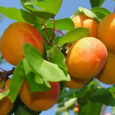 Абрикос КИЕВСКИЙ РАННИЙ в Минске