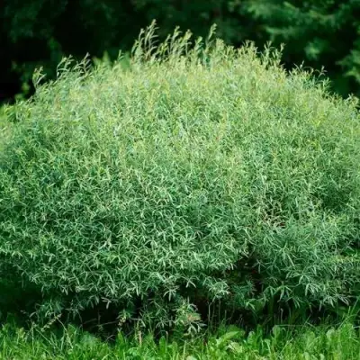 Ива НАНА пурпурная в Минске