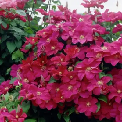 Клематис РУЖ КАРДИНАЛ в Минске