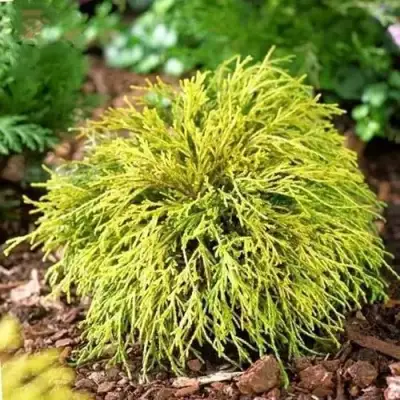 Кипарисовик ВАВЕЛ горохоплодный в Минске