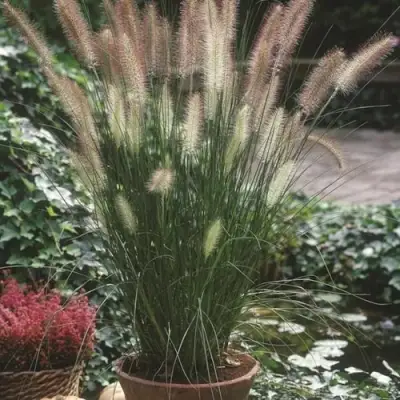 Пеннисетум ХАМЕЛН в Минске