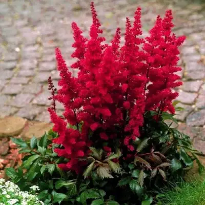 Астильба ГЛАТ Арендса в Минске