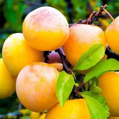 Слива МИНСКАЯ в Минске