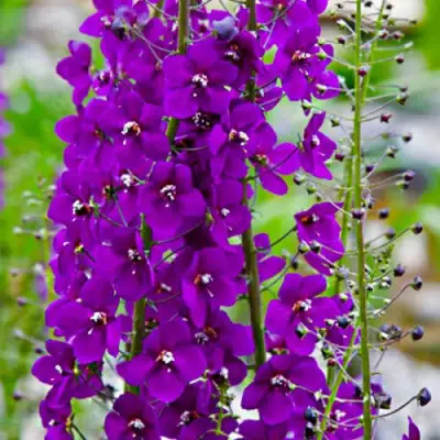 Коровяк ВИОЛЕТТА (вербаскум) в Минске