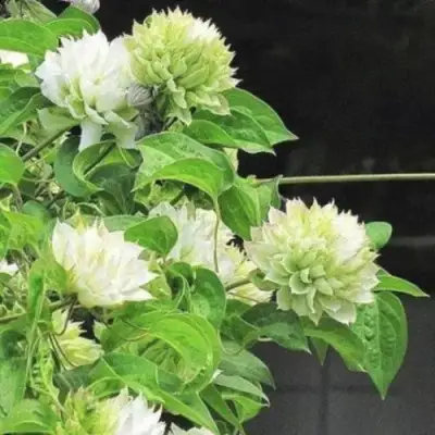 Клематис КОХАНА в Минске