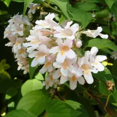 Кольквиция прелестная в Минске