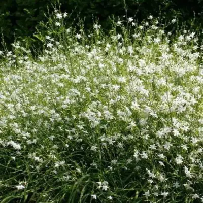 Венечник ветвистый в Минске