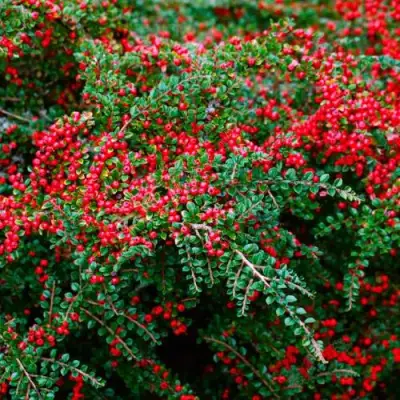 Кизильник горизонтальный в Минске