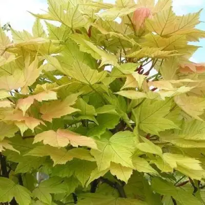 Клен ложноплатановый в Минске