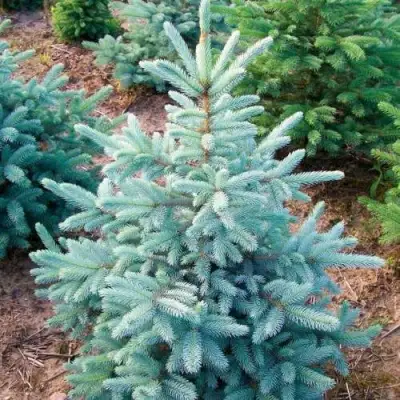 Ель КЕЙБАБ колючая в Минске