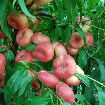 Нектарин КОНЦЕТТИНА в Минске