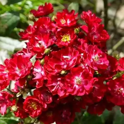 саженцы розы Альберих