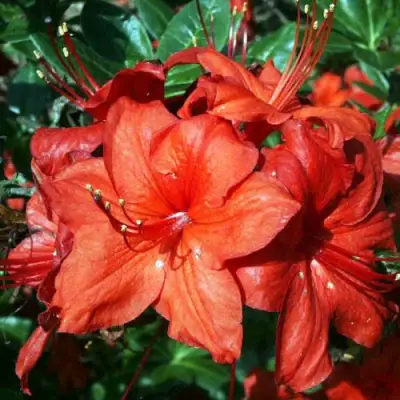 Азалия ДОЛОРОСО листопадная в Минске