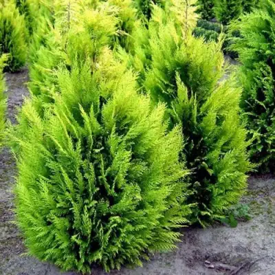 Кипарисовик ИВОНЕ лавсана в Минске