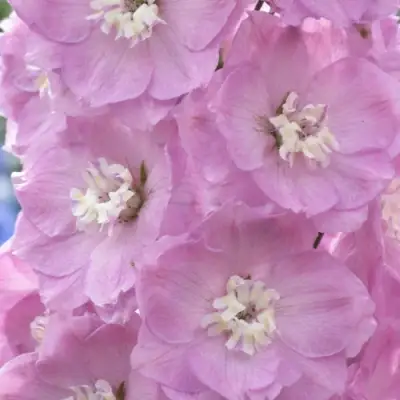 Дельфиниум ПЕТТИКОУТ гибридный в Минске