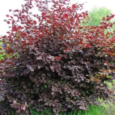 Фундук СИРЕНА в Минске