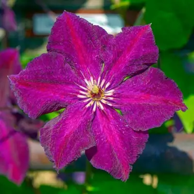 Клематис ГРЮНВАЛЬД в Минске