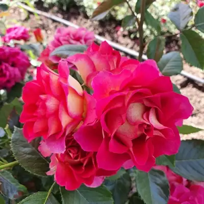 Роза БРЕРА флорибунда в Минске