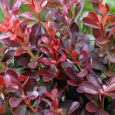 Барбарис АТРОПУРПУРЕА НАНА тунберга в Минске