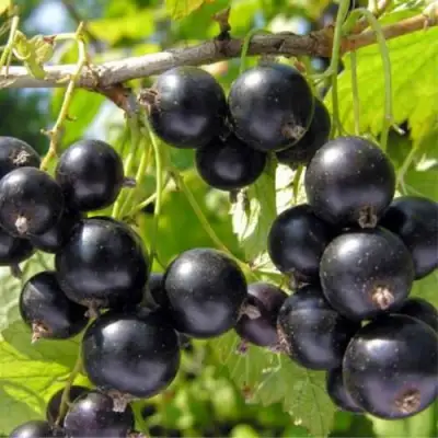 Смородина черная ОРЛОВСКИЙ ВАЛЬС в Минске