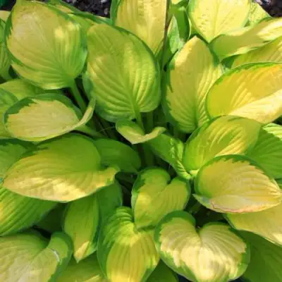 Хоста ГОЛД СТАНДАРТ Форчуна в Минске