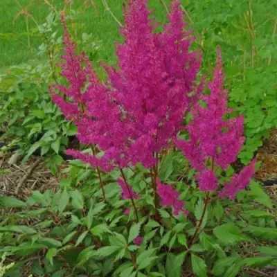 Астильба ЭЛИЗАБЕТ ВАН ВИН японская в Минске