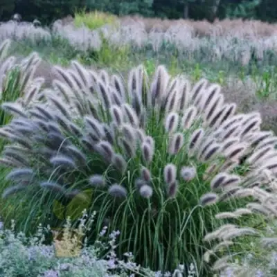 Пеннисетум БЛЭК БЬЮТИ в Минске