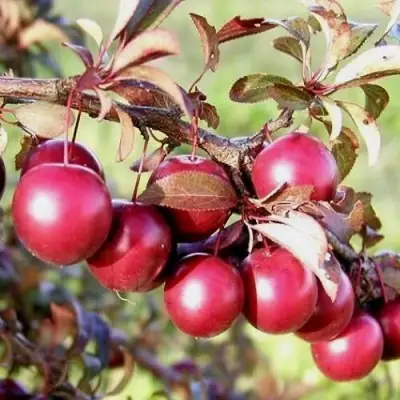 Слива ПИССАРДИ