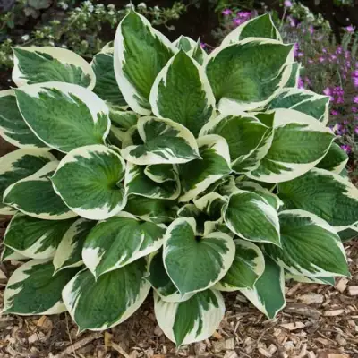 Хоста КАРИН гибридная в Минске