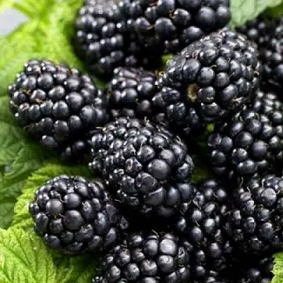 Ежевика БЖЕЗИНА бесшипная  в Минске