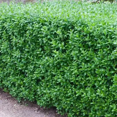 Бирючина обыкновенная АТРОВИРЕНС в Минске