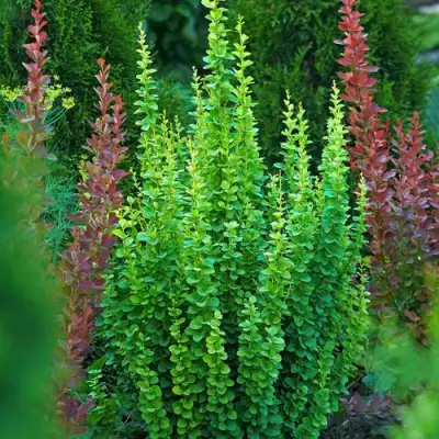 Барбарис ЭРЕКТА тунберга в Минске