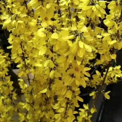 Форзиция ГОЛДРАУШ в Минске