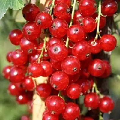 Смородина красная РОНДОМ в Минске