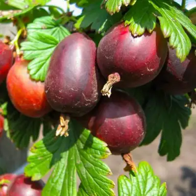 саженцы крыжовника черносливовый