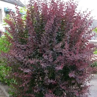 Барбарис АТРОПУРПУРЕА тунберга в Минске