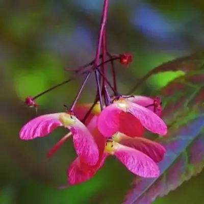 Клен пальмолистный в Минске