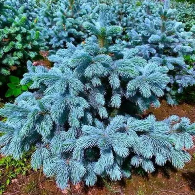 Ель СУПЕР БЛЮ СИДЛИНГ колючая в Минске