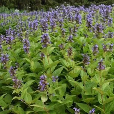 Котовник БЛЮ ДРИМС полусидячий в Минске