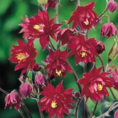 Аквилегия РУБИ ПОРТ обыкновенная в Минске