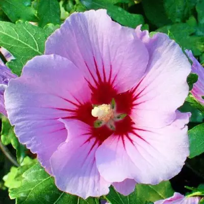 Гибискус ПИНК ФЛИРТ сирийский в Минске