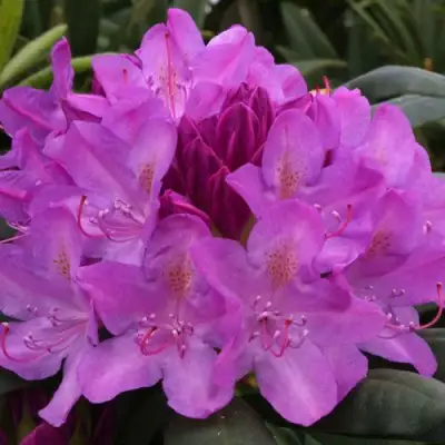 Рододендрон РОЗЕУМ ЭЛЕГАНС в Минске