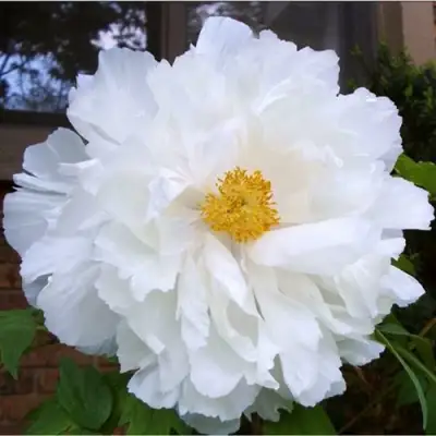 Пион БЕЛЫЙ НЕФРИТ древовидный в Минске