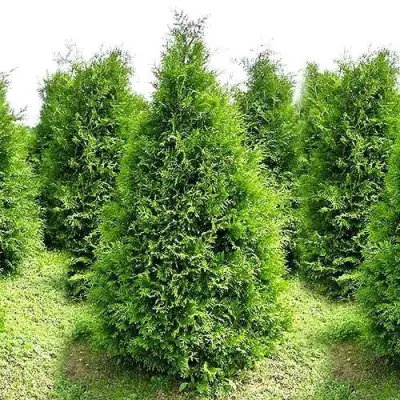 Туя БРАБАНТ западная в Минске