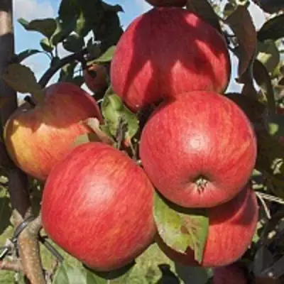 Яблоня ПЕРСИКОВАЯ в Минске