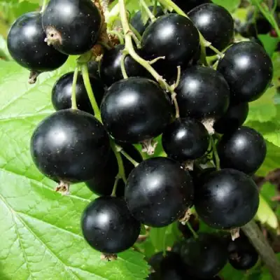 Смородина чёрная ЭКЗОТИКА в Минске